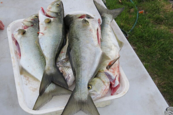 2018-Lake-Tyers-tyers15-121