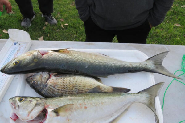 2018-Lake-Tyers-tyers25-131