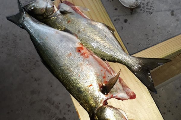 2019-Lake-Tyers-002-247